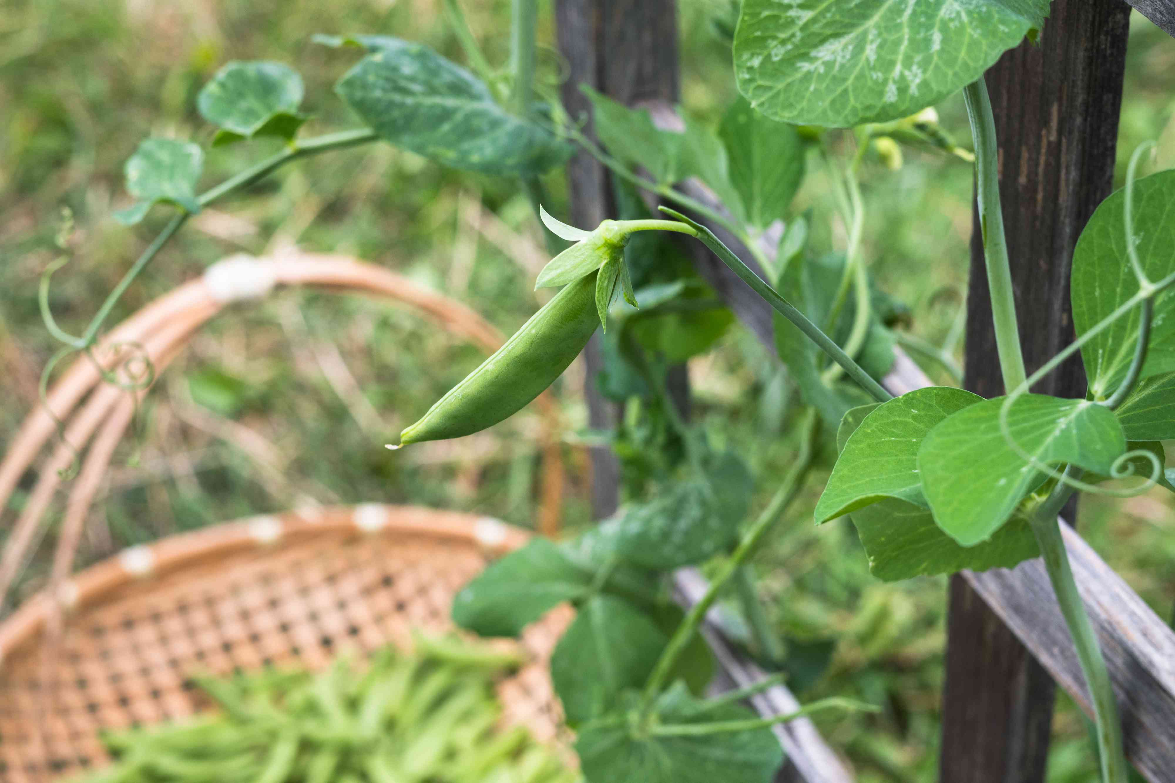 Grow Sweet Sugar Snap Peas: Ideal Soil, Sowing, & Support